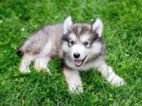 阿拉斯加雪橇犬幼犬多少钱一只?(阿拉斯加雪橇犬价格差异的因素)