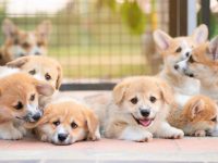 柯基犬要多少钱一只?(影响柯基犬价格差异的因素)