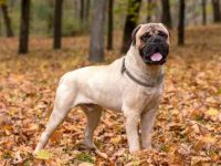 盘点全球出售高质量斗牛獒幼犬的十大排名地点推荐