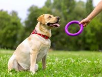 拉布拉多犬需要多少运动量?(不同年龄段拉布拉多运动对照表)