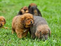 纽芬兰幼犬要多少钱一只?(饲养纽芬兰犬每年的成本花费)