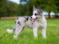 蓝梅尔边境牧羊犬要多少钱一只?(蓝梅尔边境牧羊犬是纯种吗?)