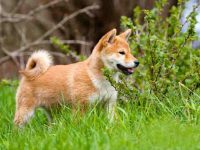 盘点全球出售高质量柴犬小狗的十大排名地点