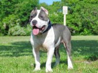 蓝色美国恶霸犬要多少钱一只?(饲养蓝色美国恶霸犬每年的成本花费)