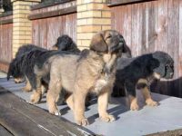 饲养一只藏獒每年要花多少钱?(低成本养藏獒的省钱秘诀)