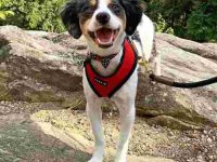 澳大利亚牧羊犬腊肠犬混血多少钱?(澳牧腊肠犬杂交的优缺点)