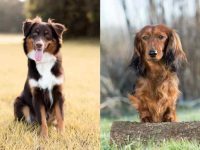 什么是澳大利亚牧羊犬腊肠犬混种?(澳牧腊肠犬杂交的起源和历史)