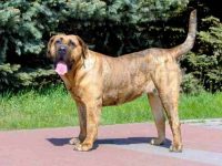 普雷萨加纳利犬多少钱一只?(普雷萨加纳利犬幼犬成本的六大因素)