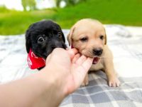 如何训练狗狗不咬人?让狗停止咬人的训练方法!