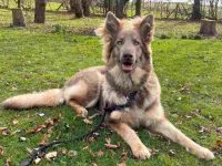 什么是伊莎贝拉德国牧羊犬?(伊莎贝拉德国牧羊犬的外观特征)