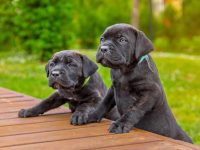 纯种卡斯罗犬要多少钱?(饲养卡斯罗犬每年的成本花费)