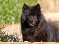 萨摩耶犬有黑色的吗?(萨摩耶犬的毛色有哪些?)