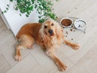 美国可卡犬吃什么狗粮好?(哪些食物不能给可卡犬吃)