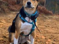 比格哈士奇混血多少钱一只?(比格哈士奇杂交的优缺点)