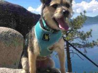 哈士奇约克夏混血多少钱一只?(哈士奇约克夏杂交的优缺点)