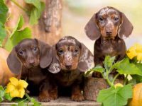 纯种腊肠犬幼犬多少钱一只?(影响腊肠犬幼犬的成本因素)