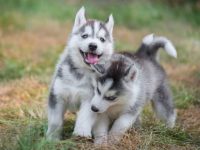 饲养一只哈士奇每年要花费多少?(哈士奇每年的成本开销)