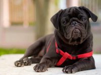 黑色哈巴狗要多少钱一只?(饲养黑色哈巴狗每年的成本花费)