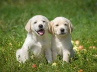 收养一只拉布拉多幼犬需要多少钱?