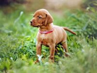 饲养维兹拉犬每年要花费多少钱?(养维兹拉犬一年的成本开销)