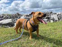 什么是斗牛犬腊肠犬混种?(比特犬腊肠犬混血的起源和历史)