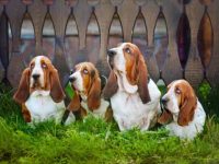 巴吉度猎犬的价格是多少?(巴吉度猎犬每年的花费清单)