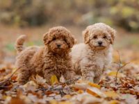 纯种贵宾犬多少钱一只?(饲养贵宾犬每年的成本开销)