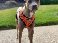 斗牛犬吉娃娃杂交多少钱一只?(斗牛犬吉娃娃混血的优缺点)