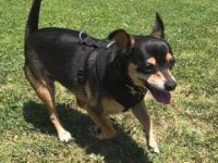 杜宾犬和吉娃娃混血多少钱一只?(杜宾犬和吉娃娃混种犬的优缺点)