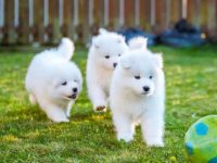 纯种萨摩耶犬多少钱一只?(影响萨摩耶幼犬价格差异的因素)