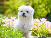 盘点全球出售高质量马耳他犬的十大排名地点