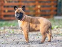 比利时玛利诺犬每年要花多少钱?(新手养比利时玛利诺犬的省钱秘诀)