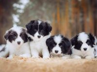 边境牧羊犬要多少钱一只?(边境牧羊犬每年的花费清单)