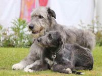 爱尔兰猎狼犬的价格是多少?(影响爱尔兰猎狼犬成本差异的因素)