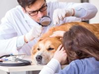 狗狗身上发现干枯的蜱虫怎么办?(去除狗狗身上干蜱虫的简单方法)