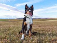 三色边境牧羊犬要多少钱一只?(边境牧羊犬每年的养护费用清单)