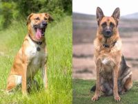 什么是黑嘴德国牧羊犬混种?(黑嘴德国牧羊犬杂交的起源和历史)