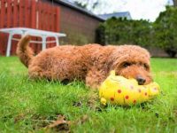 有过敏体质可以养金毛吗,不爱掉毛的狗狗品种有哪些?