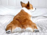 柯基脾气暴躁怎么回事?(柯基犬发脾气的7个原因)