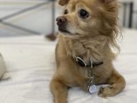 蝴蝶犬和腊肠犬混种要多少钱一只,有什么优缺点?