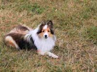 迷你牧羊犬小狗要多少钱一只,适合有孩子的家庭吗?