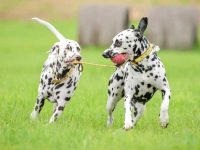 斑点狗公的好还是母的好?(雄性斑点狗与雌性斑点狗有什么区别)
