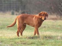 红狐拉布拉多犬要多少钱一只?(红狐拉布拉多犬的寿命有多长)