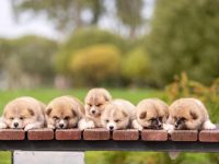 秋田犬几个月后就不长个了,绝育后还会生长吗?