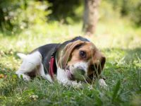 巴吉度猎犬的颜色和斑纹有哪些?(巴吉度猎犬颜色大起底)