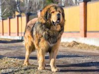 藏獒太瘦了体重不足怎么办?(给藏獒增重喂养更强壮的5种方法)