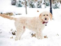 什么是低过敏性狗,这样的事真的存在吗?