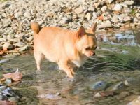 如何判断您的吉娃娃是否肥胖且超重?探究胖吉娃娃的成因!