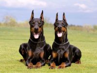 雄性杜宾犬与雌性杜宾犬有什么区别,公的好还是母的好?