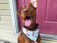 杜宾比特犬混血多少钱一只?(杜宾比特犬杂交的优点和缺点)